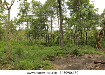 Forest in northeastern Thailand in the Phu Phan area, Sakon Nakhon,Green forest trees texture background. Nature landscape.