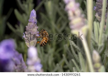 Honey bee drinking nectar on purple flower far away shot from the right side in the sea of purple flowers