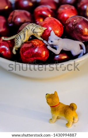 cute dog and cat toy display on the cherry bowl