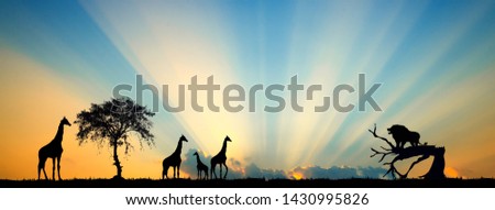 Amazing sunset and sunrise.Panorama silhouette tree in africa with sunset.Tree silhouetted against a setting sun.Dark tree on open field dramatic sunrise.Safari theme.Landscape of African savannah.