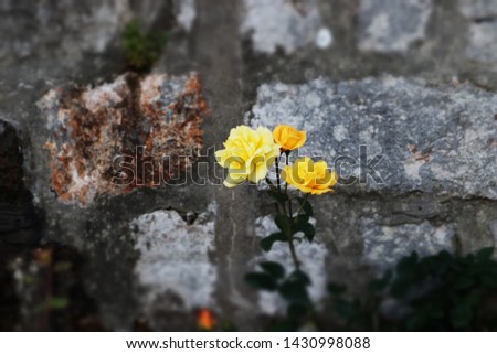 Beautiful shot of a yellow rose.