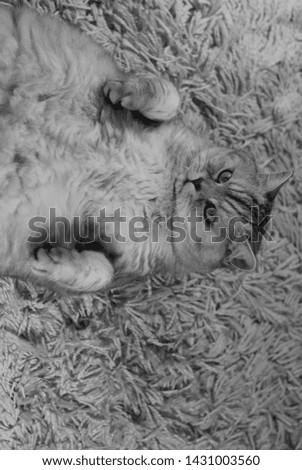 British cat Busya on the carpet