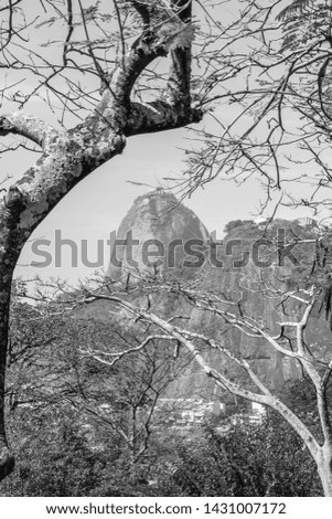 Monochrome picture of tree branches with Sugarloaf Mountain in the background