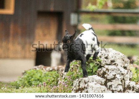Young goat kit playing and jumping on rock on Farm. Funny baby animal in spring time, countryside, cute and cheerful mammal, amazing nature world