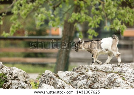 Young goat kit playing and jumping on rock on Farm. Funny baby animal in spring time, countryside, cute and cheerful mammal, amazing nature world