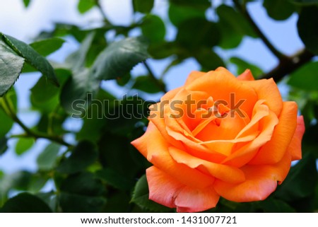 Close up orange rose on garden in japan