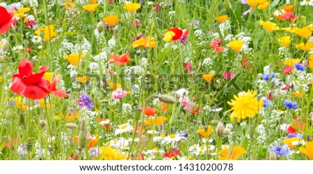 field of wild flowers and poppies background 