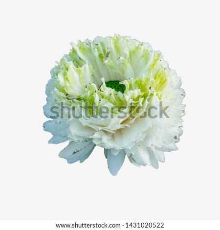 lotus isolated, white background, beautiful