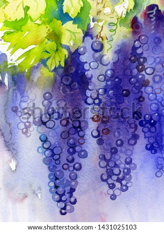 Bunch of grapes. Watercolor painting