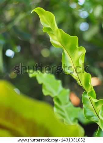 crop closeup on large green leaves of tropical plants, large bird's nest fern leaves, under natural sunlight outdoor selective focus with blur background 