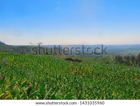 Tobacco plant fields in the highlands                               