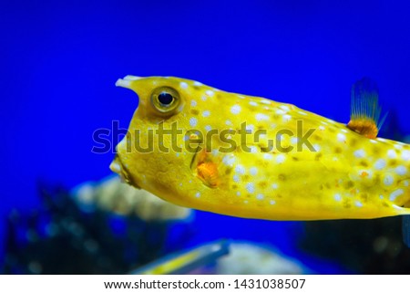 Aquarium with beautiful exotic fish. Tropical yellow fish swim in marine life aquarium. Underwater sea world close-up.