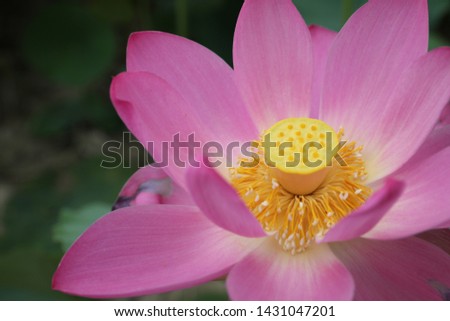 Lotus is a beautiful flower.