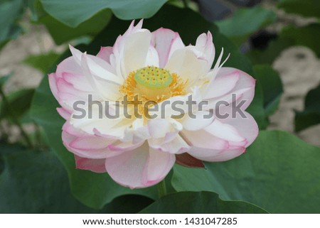 Lotus is a beautiful flower.