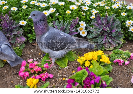 Pigeon and spring flowers in the garden