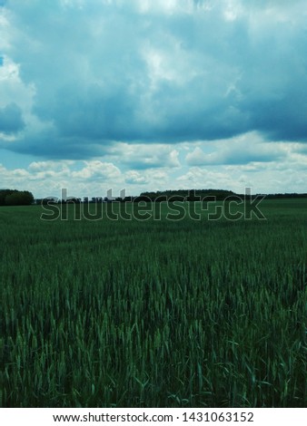 Cloudy sky and green lawn 
