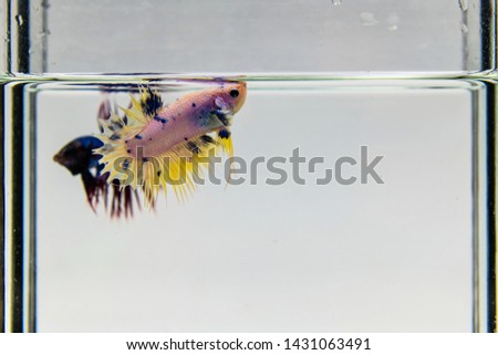 The Betta Siamese fighting fish, ( biting fish ) Thai. in motion, isolated on white.
