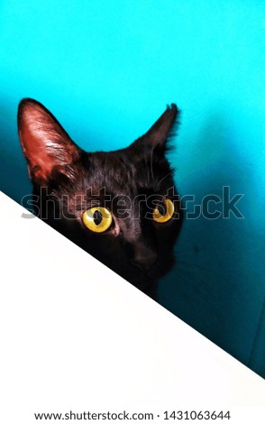 black beautiful cat with yellow eyes in the kitchen