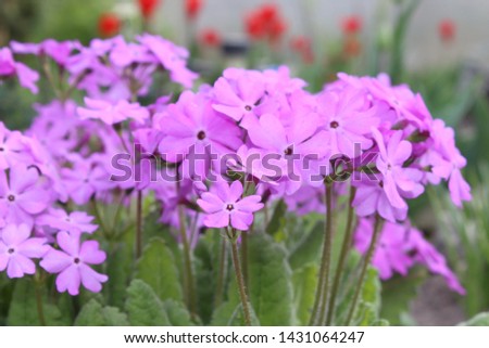 Primula flowers spring bloom in the garden