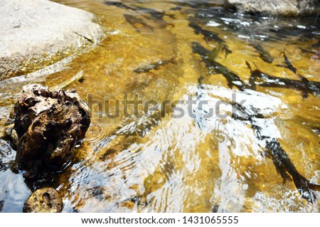 Fish swim in streams with many rocks.