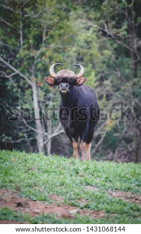 bull in the nature with dramatic tone