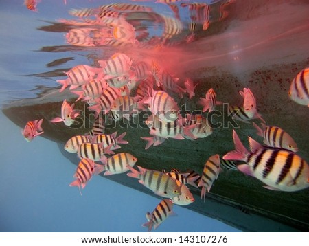 School of crazy Red Sea Sergeants schooling around the boat sewer with the beautiful reflection from the surface