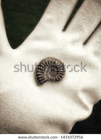 Close-up view of an elaborate ammonite kept with a white glove in front of beautiful, natural background