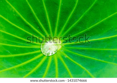 Closeup water drop on lotus leaves.
