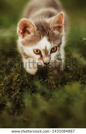 cute kitten on green grass