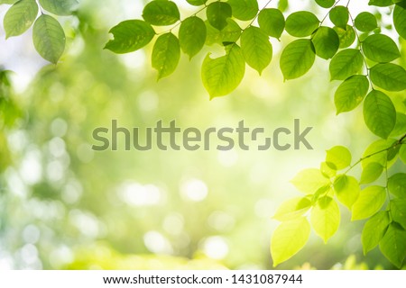 Green nature background. Closeup view of green leaf with beauty bokeh under sunlight for natural and freshness wallpaper concept
