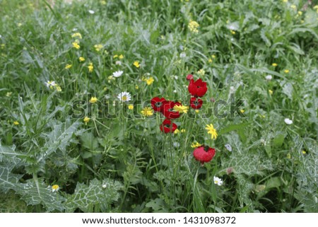 Red flowers and yellow in summer
