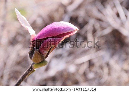 Bud of Japanese magnolia - Magnolia liliiflora. It is called “Shimokuren” in Japan.
