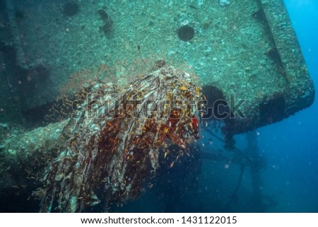 Wrecks of The Red Sea Giannis D