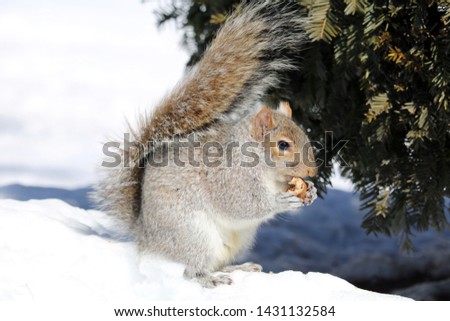 eastern gray squirrel on snow