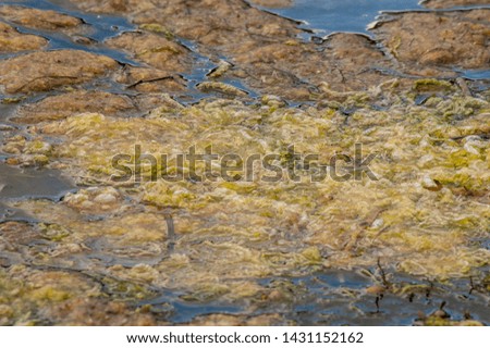 Yellow and brown algae in a salt water pond.