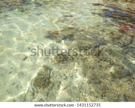 Nissi beach ,the seabed near the shore. Cyprus -Ayia NAPA