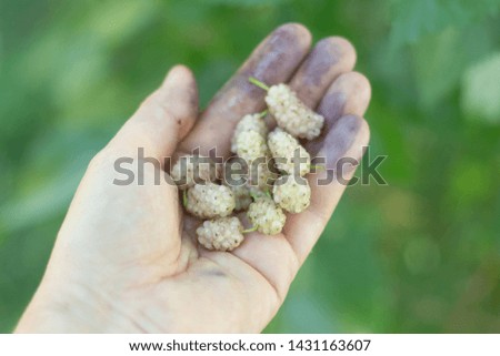 White Mulberry in the hands of women. fingers are stained with mulberry juice.