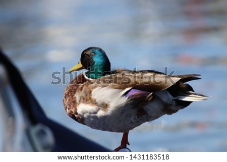 A duck is standing on a boat