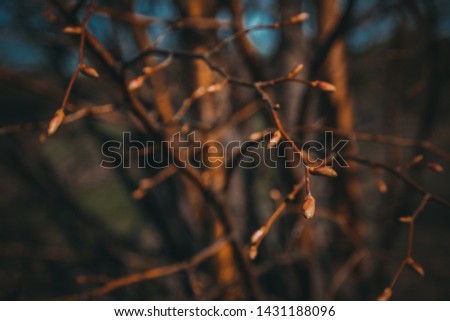 first spring buds closeup. dark blurred background