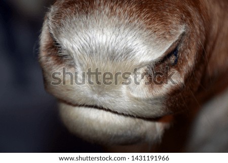 reindeer also called rangifer tarandus nose macro shot, caribou nose and mouth in norway at summer time 