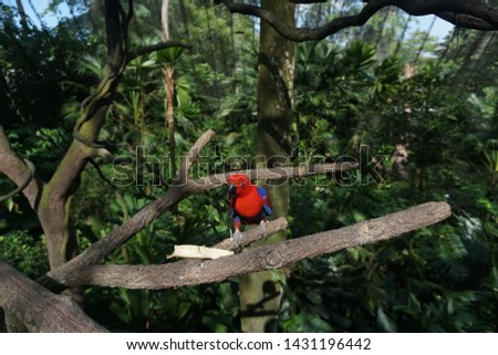 Parrot perched on tree branch