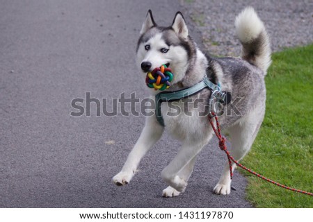 Alaskan Husky playing with a brightly coloured ball Royalty-Free Stock Photo #1431197870