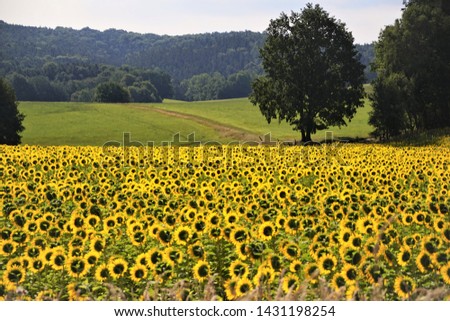 a view of sunflower field in Saxony, Germany