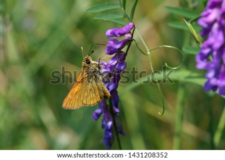 The little brown butterfly is sitting on a purple flower