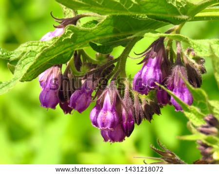 flowers of common comfrey, Symphytum officinale, Royalty-Free Stock Photo #1431218072
