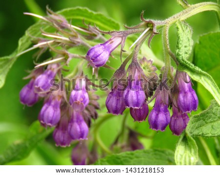 flowers of common comfrey, Symphytum officinale, Royalty-Free Stock Photo #1431218153