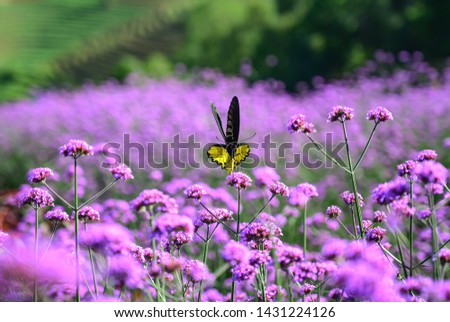 Beautiful golden birdwing butterfly with wings in a heart-shaped position in a verbena field in Mon Chaem, Thailand Royalty-Free Stock Photo #1431224126