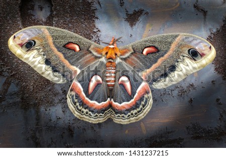 A photo of a Cecropia Moth with an artistic edit to highlight the moths natural colors. 