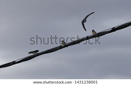 Series of photographs of adult bird in flight feeding its young that are perched on a cable. design for advertising, space for promotional text,