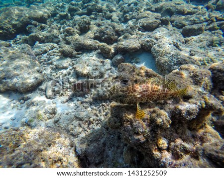 a small fish (Dwarf spotted grouper) in a coral reef